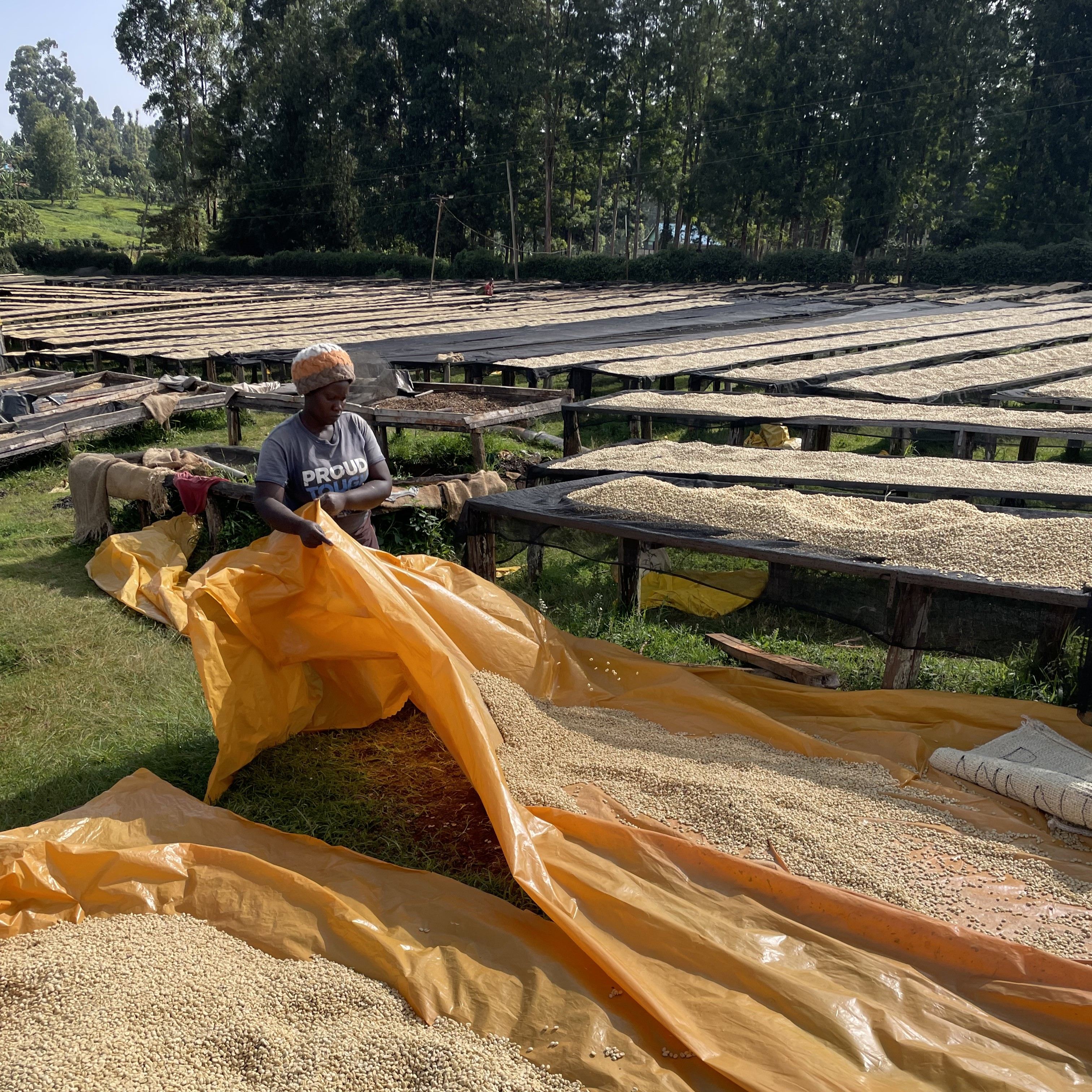 Kenya Nyanja Washed(24/25年クロップ) | ORIGIN COUNTRIES for Small